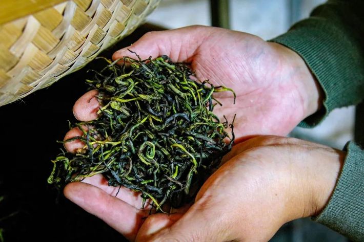Lá trà Đơn tùng sau khi được diệt men