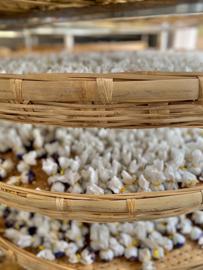Tại sao Băng Đảo được mệnh danh là “nữ hoàng” của trà Phổ Nhĩ?