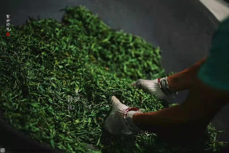 Tiêu chuẩn hái búp tươi nguyên liệu làm trà Phổ Nhĩ là gì?
