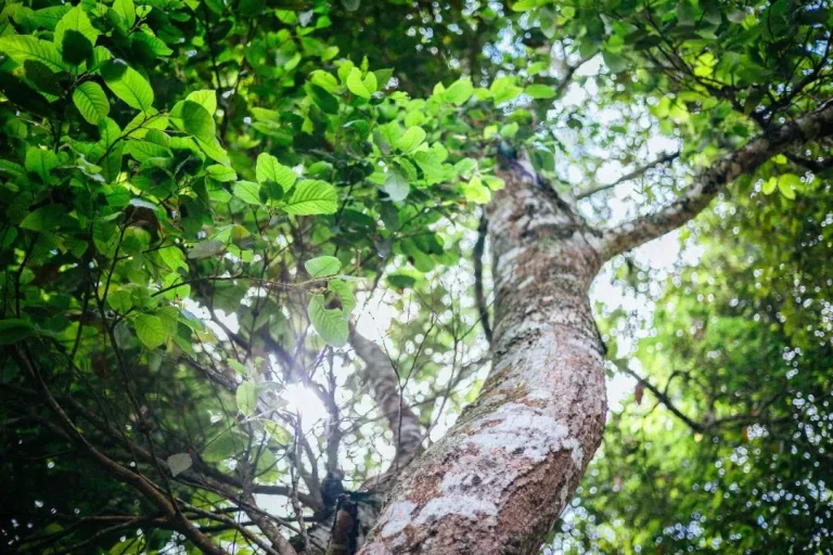 Trà Phổ Nhĩ cổ thụ với các độ tuổi khác nhau có gì khác biệt?
