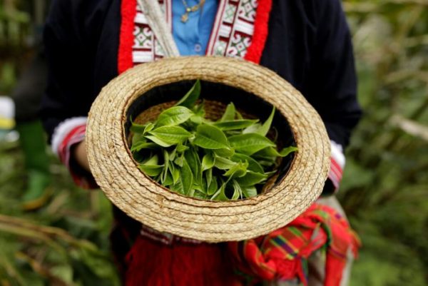 Hồn dân tộc qua những lá trà cổ thụ Việt Nam