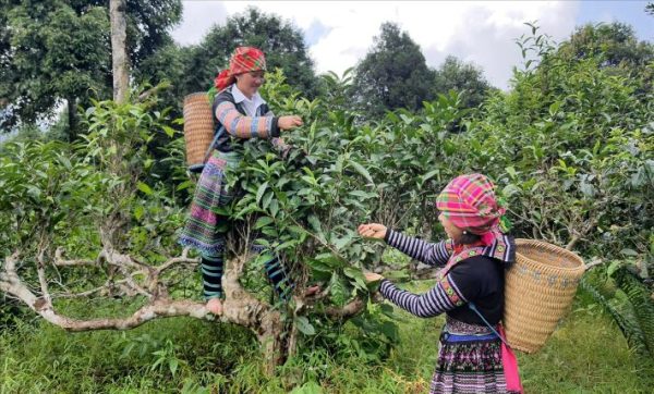 Quy trình chế biến Bạch Trà Shan Tuyết