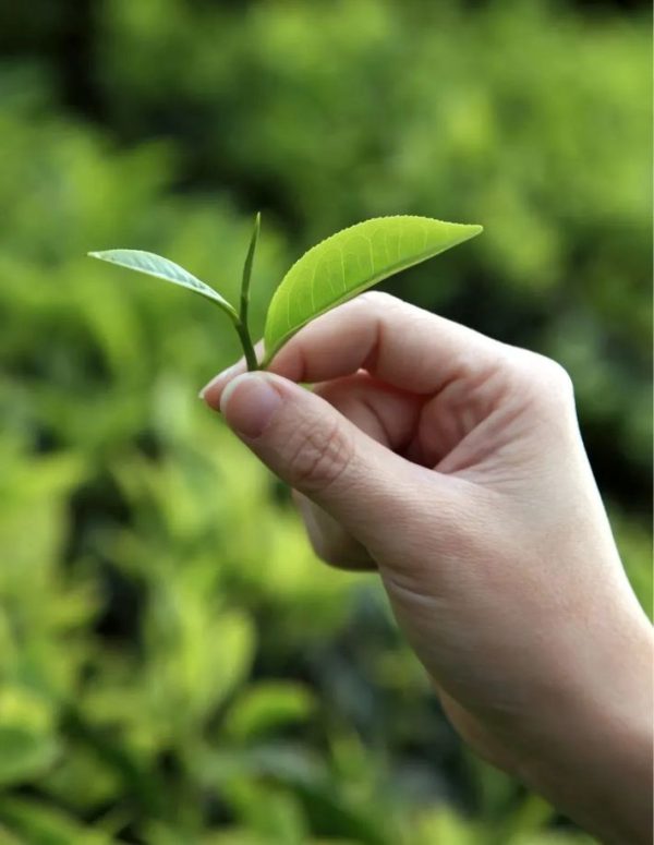 Trà của hòn đảo kho báu – Đài Loan, rốt cuộc ngon ở chỗ nào?