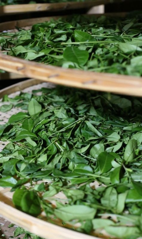 Nham trà Vũ Di – Sự khác biệt với các loại Ô Long khác