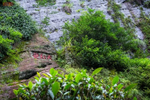 Truyền thuyết về hồng trà và bề dày văn hóa của trà Vũ Di