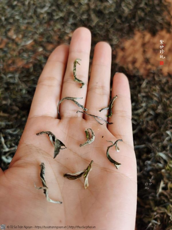 Sự khác biệt giữa trà làm thủ công và trà làm bằng máy