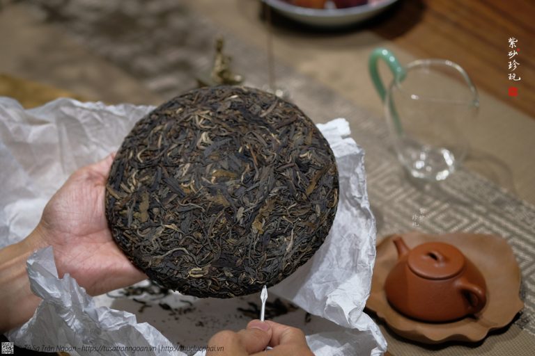 Phổ Nhĩ sống Thanh Vân: Dòng Phổ Nhĩ từ cây trà cổ thụ Việt Nam