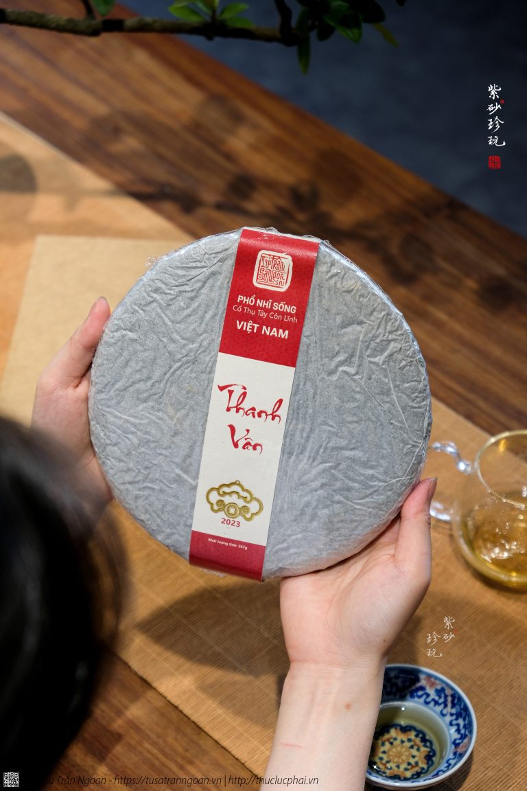 Phổ Nhĩ sống Thanh Vân: Dòng Phổ Nhĩ từ cây trà cổ thụ Việt Nam