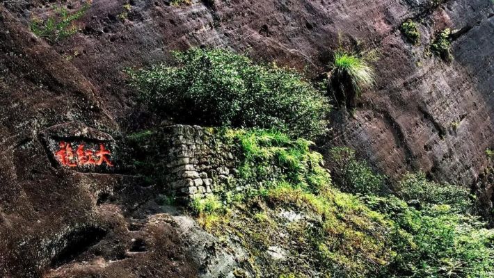 Sự khác biệt giữa Đại Hồng Bào Mẫu Thụ, Thuần Chủng và Thương Mại